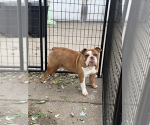 Mother of the Olde English Bulldogge puppies born on 08/12/2026