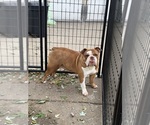 Small Photo #1 Olde English Bulldogge Puppy For Sale in HAMMOND, IN, USA