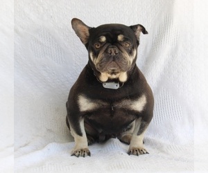 Medium French Bulldog