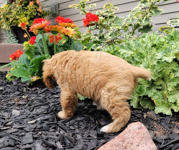 Medium Photo #6 Cocker Spaniel Puppy For Sale in WITHEE, WI, USA