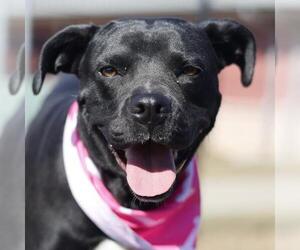 American Staffordshire Terrier Dogs for adoption in San Antonio, TX, USA