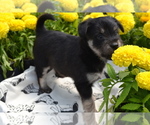 Small #2 Alaskan Klee Kai-Pomeranian Mix