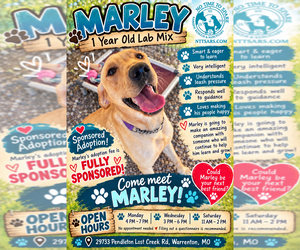 Marley - Male Labrador Retriever-Unknown Mix Dog for Adoption