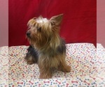 Small #2 Yorkshire Terrier