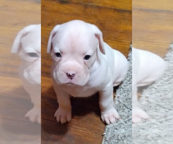 Medium Photo #1 Boxer Puppy For Sale in ROYSTON, GA, USA