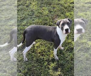 PRESLEY - Female Plott Hound-Unknown Mix Dog for Adoption - Photo #2