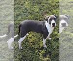 Small Photo #2 Plott Hound-Unknown Mix Puppy For Sale in Riverside, CA, USA