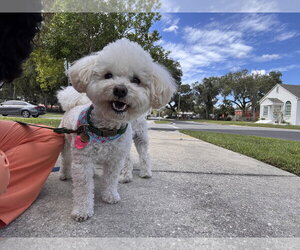 Maltichon Dogs for adoption in Sanford, FL, USA