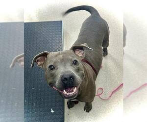 Mutt Dogs for adoption in Newton, NC, USA