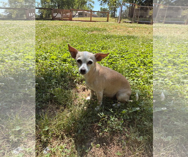 Medium Photo #5 Chiweenie Puppy For Sale in Pacolet, SC, USA