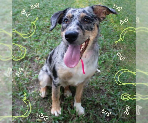 Medium Photo #2 Australian Shepherd-Unknown Mix Puppy For Sale in Canton, CT, USA