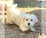 Small Photo #1 Maltipoo Puppy For Sale in Phoenix, AZ, USA