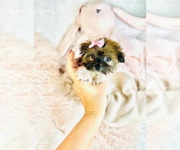 Medium Photo #17 Yorkshire Terrier Puppy For Sale in TAMPA, FL, USA