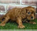 Image preview for Ad Listing. Nickname: Piper AKC regis