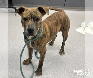 Plott Hound-Unknown Mix Dogs for adoption in Washington, DC, USA