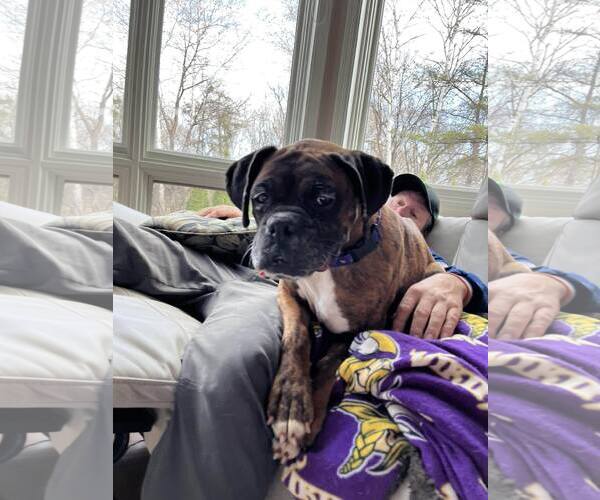 Medium Photo #2 Boxer Puppy For Sale in Burnsville, MN, USA