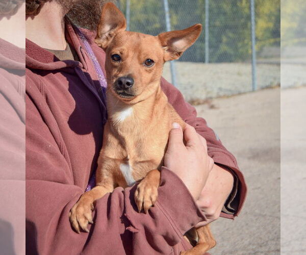 Medium Photo #2 Chihuahua Puppy For Sale in Huntley, IL, USA