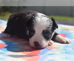 Dally - Male Miniature Australian Shepherd Puppy for Sale - Photo #2
