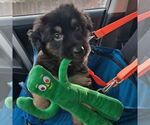 Small German Shepherd Dog