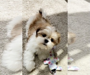 Shih Tzu Puppy for sale in SHILOH, OH, USA