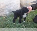 Puppy 1 Bernedoodle