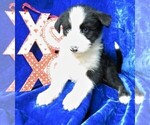 Puppy 4 Old English Sheepdog-Siberian Husky Mix