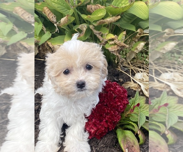 Medium Photo #1 Havanese Puppy For Sale in CANOGA, NY, USA