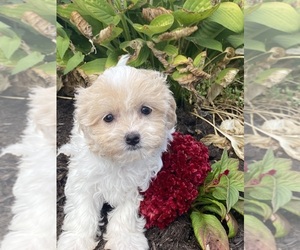 Havanese Puppy for sale in CANOGA, NY, USA