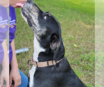 Small #10 Labrador Retriever Mix