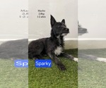 Small #1 Mutt