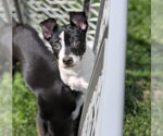 Small #4 Mutt