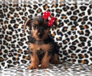Yorkshire Terrier Puppy for sale in LAKELAND, FL, USA