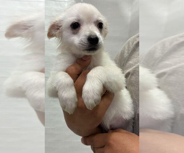 Medium Photo #1 American Eskimo Dog-Pug Mix Puppy For Sale in New York, NY, USA