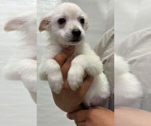 American Eskimo Dog-Pug Mix Dogs for adoption in New York, NY, USA