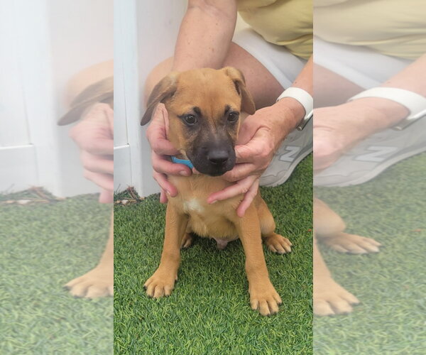 Medium Photo #3 Dachsador Puppy For Sale in Pompano Beach , FL, USA