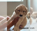 Small #16 Goldendoodle