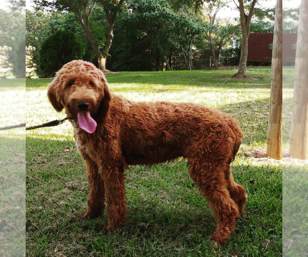 Medium Photo #1 Goldendoodle-Poodle (Standard) Mix Puppy For Sale in FLAT ROCK, NC, USA