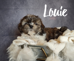 Shih Tzu Puppy for sale in CAULFIELD, MO, USA