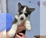 Small Siberian Husky