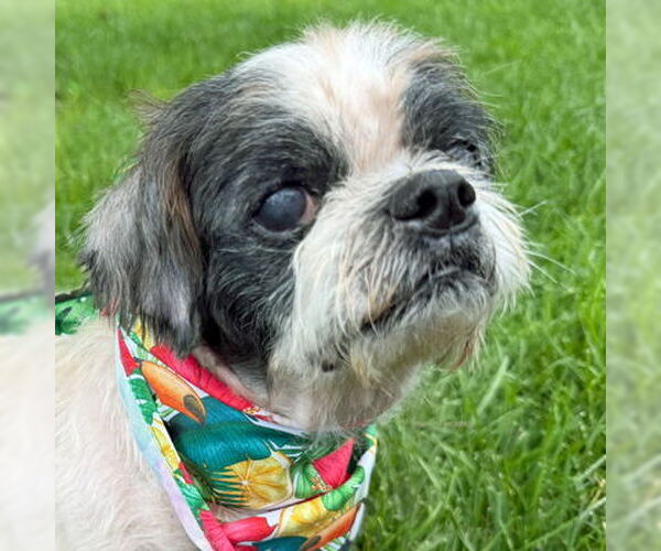Medium Photo #7 Shih Tzu Puppy For Sale in Arlington, VA, USA