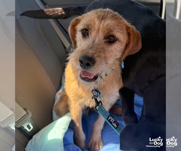 Medium Photo #3 Labrador Retriever-Unknown Mix Puppy For Sale in Washington, DC, USA