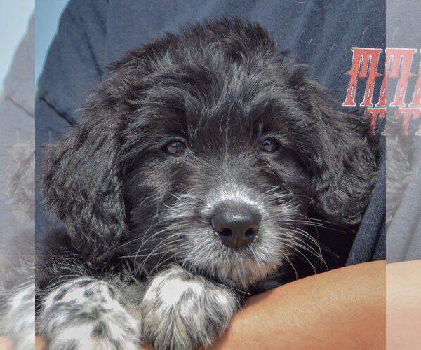 Medium Photo #7 Mutt Puppy For Sale in Huntley, IL, USA
