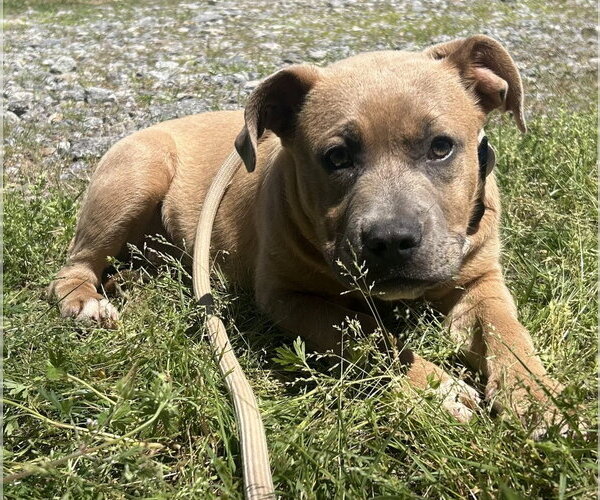 Medium Photo #3 Labrador Retriever-Unknown Mix Puppy For Sale in Wetumpka, AL, USA