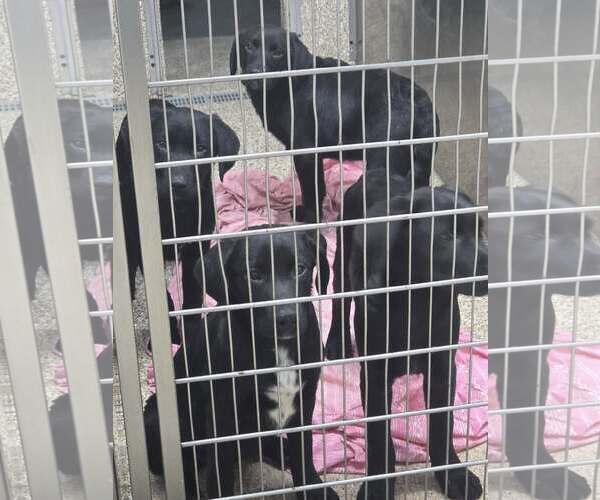 Medium Photo #1 Mutt Puppy For Sale in Martinsburg, WV, USA