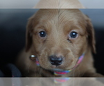 Small Photo #5 Goldendoodle (Miniature) Puppy For Sale in CRESTON, OH, USA