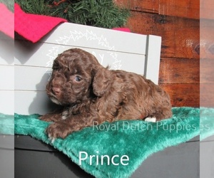 Poodle (Miniature) Puppy for sale in LE MARS, IA, USA