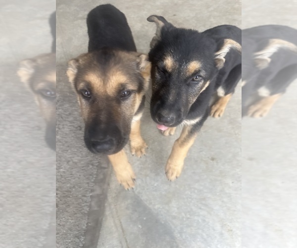 Medium Photo #22 German Shepherd Dog Puppy For Sale in OSAGE CITY, KS, USA