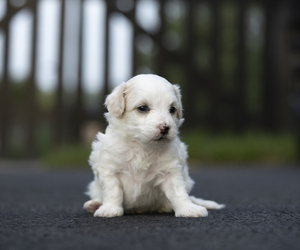 Bichpoo-Maltipoo Mix Puppy for sale in LEESBURG, VA, USA