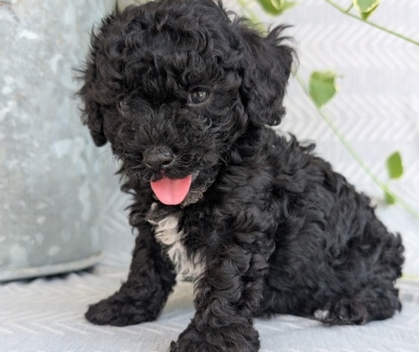 Medium Photo #2 Poodle (Toy) Puppy For Sale in GOSHEN, IN, USA
