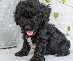 Small #1 Poodle (Toy)
